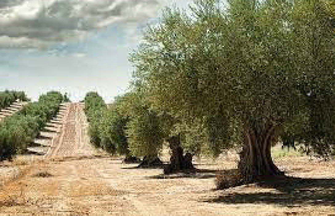 Terreno Rústico
