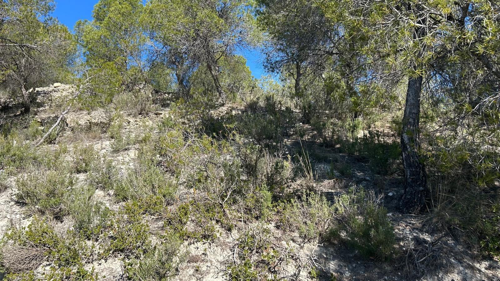 Terreno rural